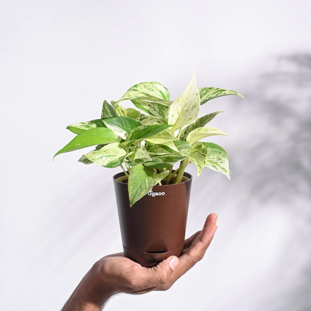 Product image 67