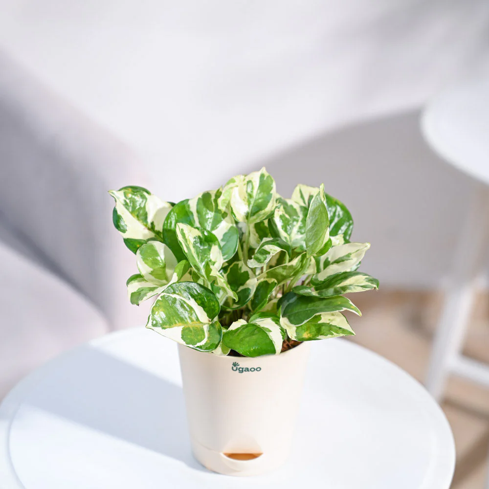 Product image 107