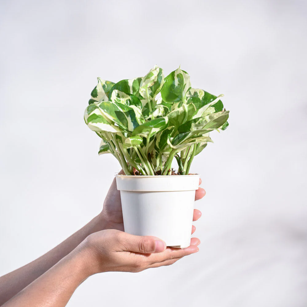 Product image 69