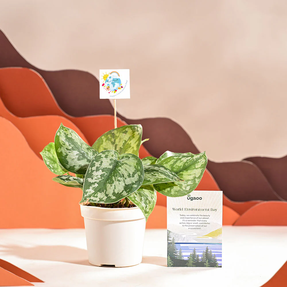 Product image 50