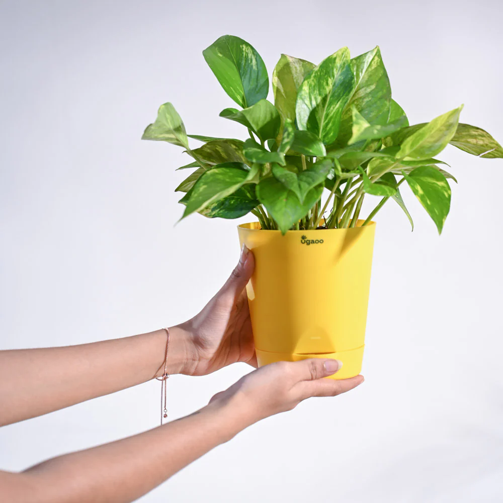 Product image 125
