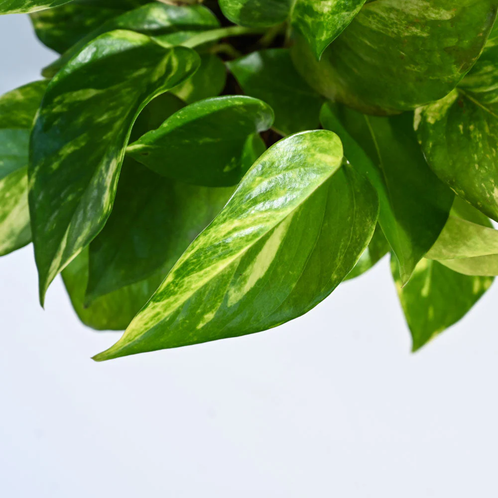 Product image 137