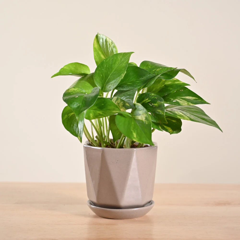 Product image 144