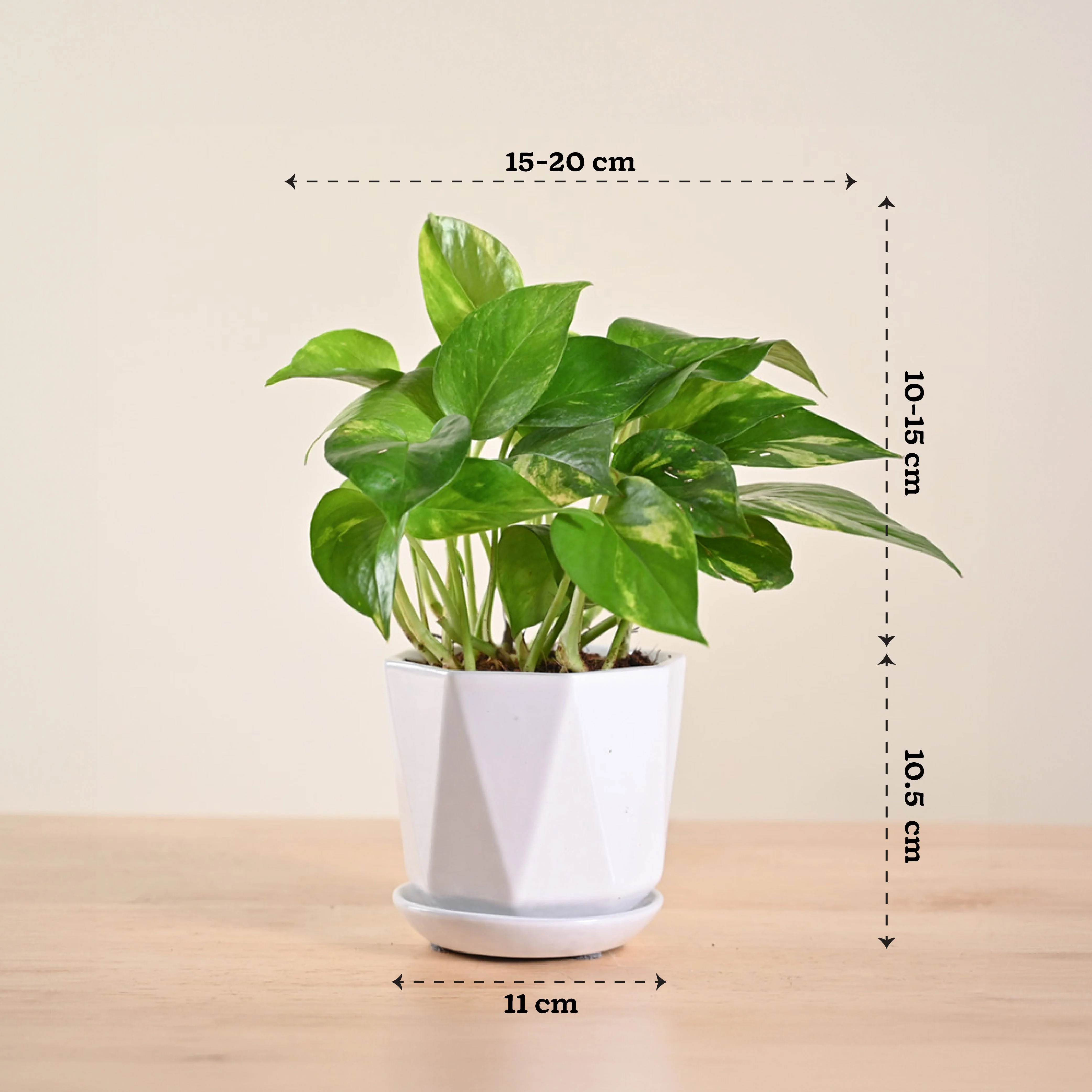 Product image 145