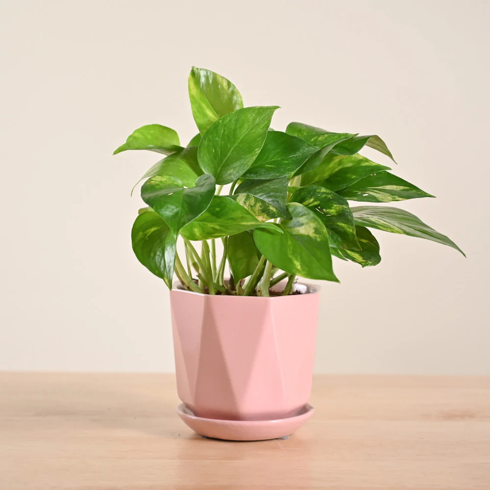Product image 148