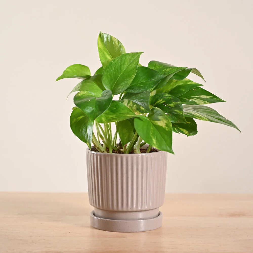 Product image 160