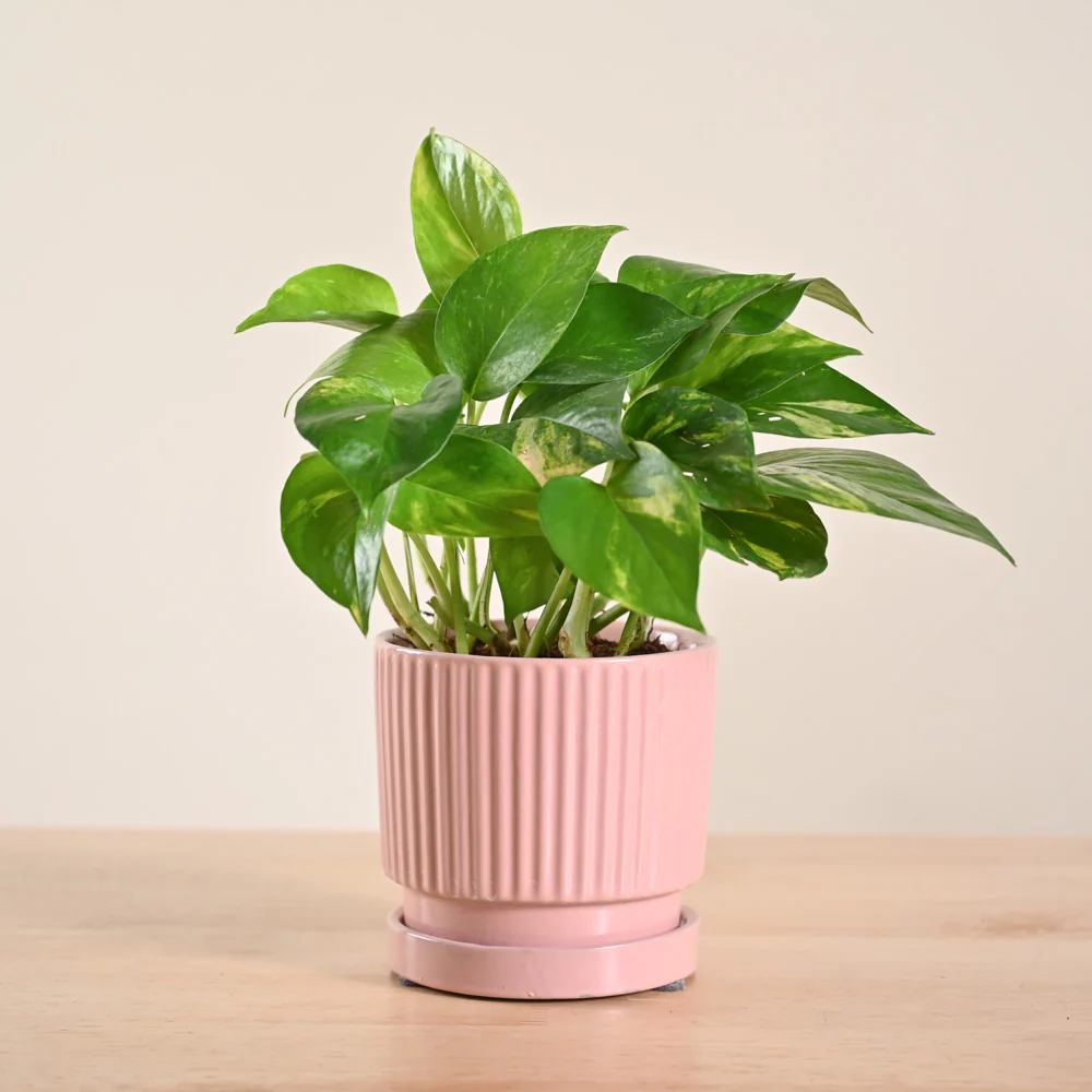 Product image 166