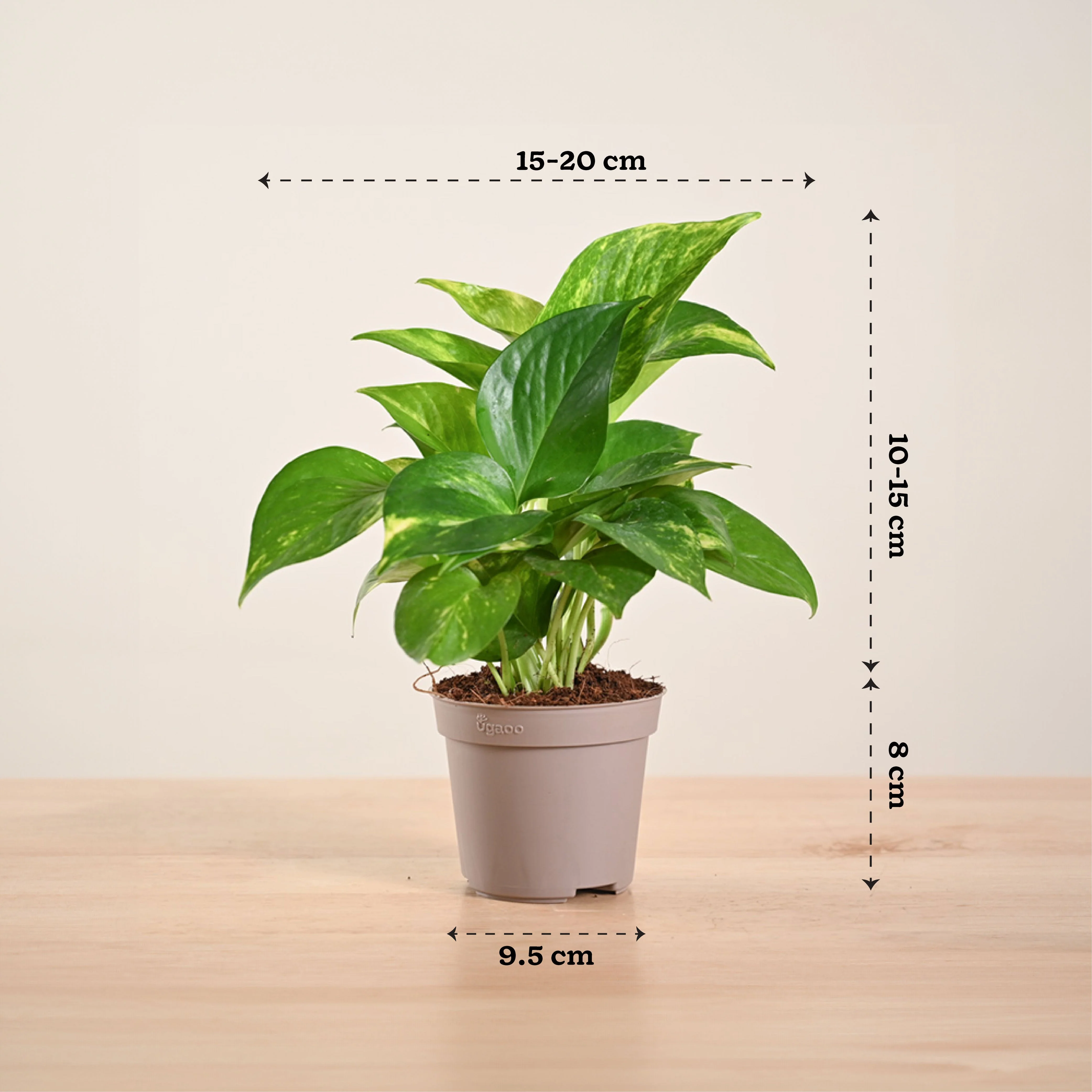 Product image 179