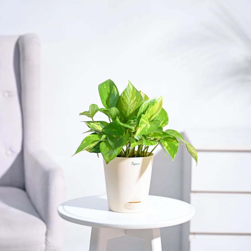 Product image 99