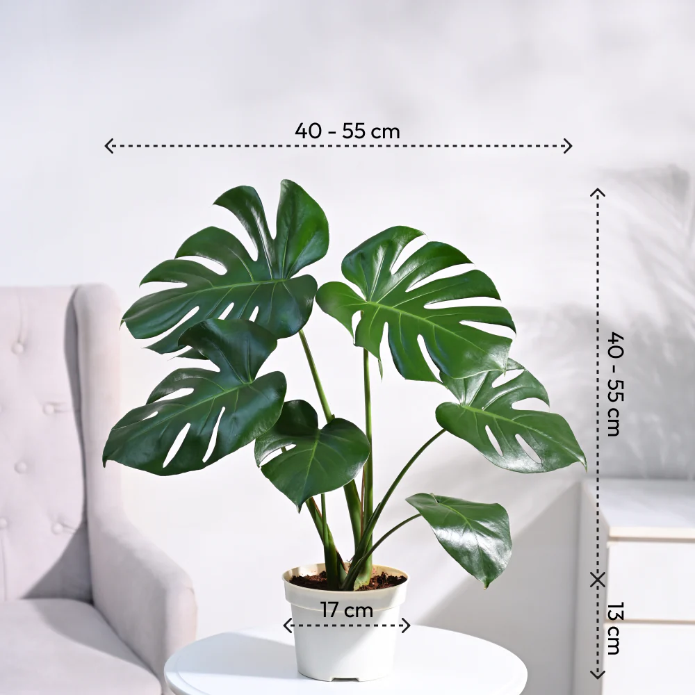 Product image 51