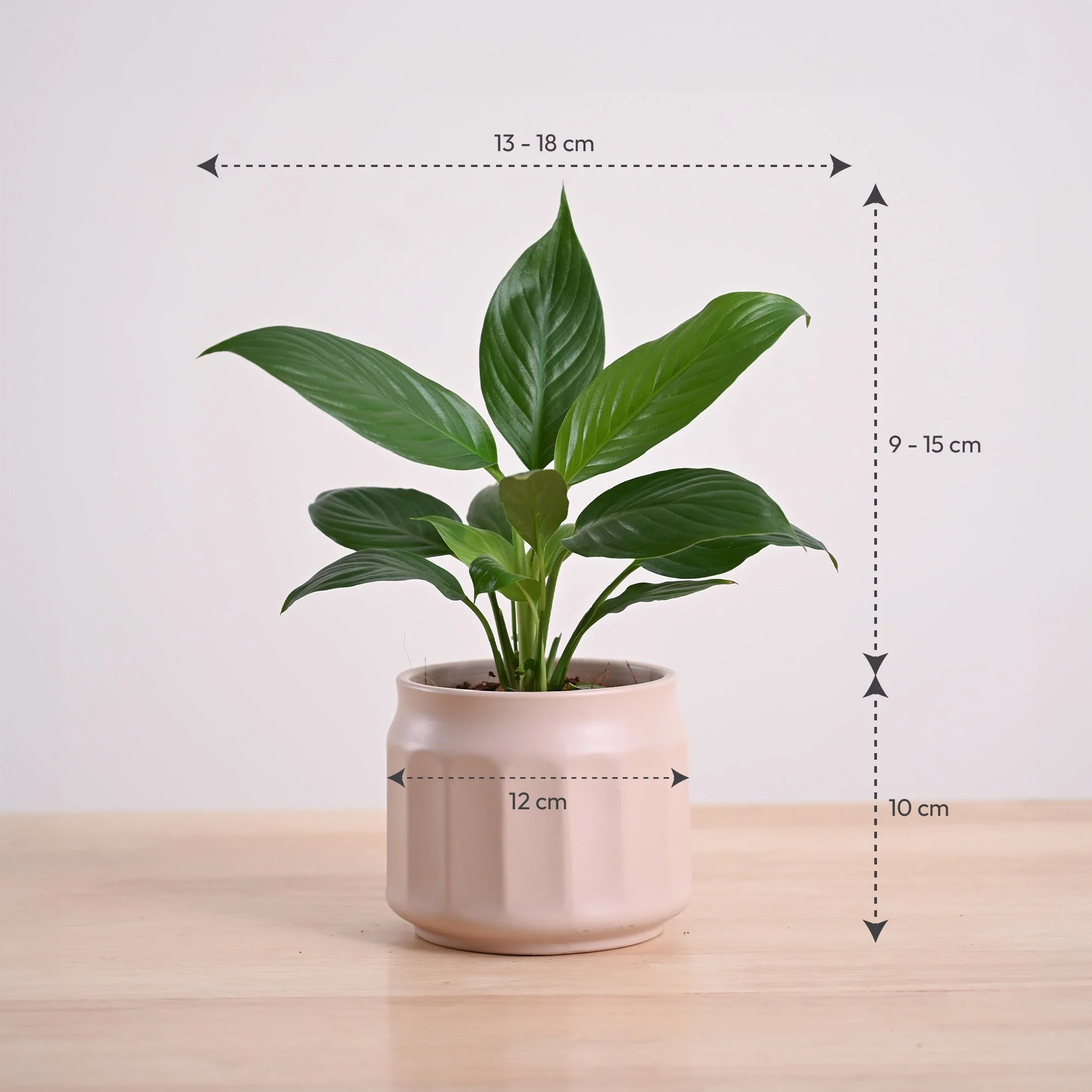 Product image 100
