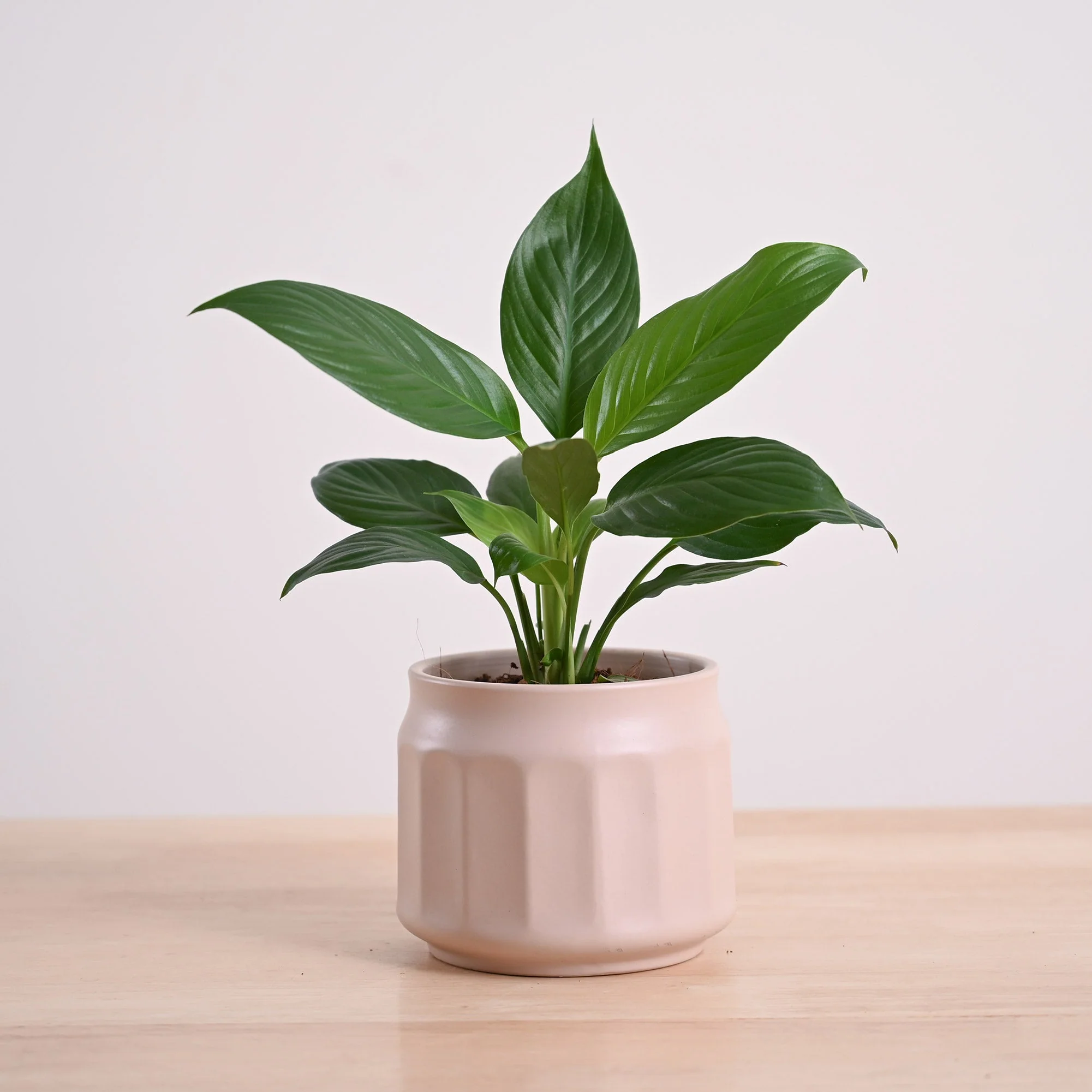 Product image 101