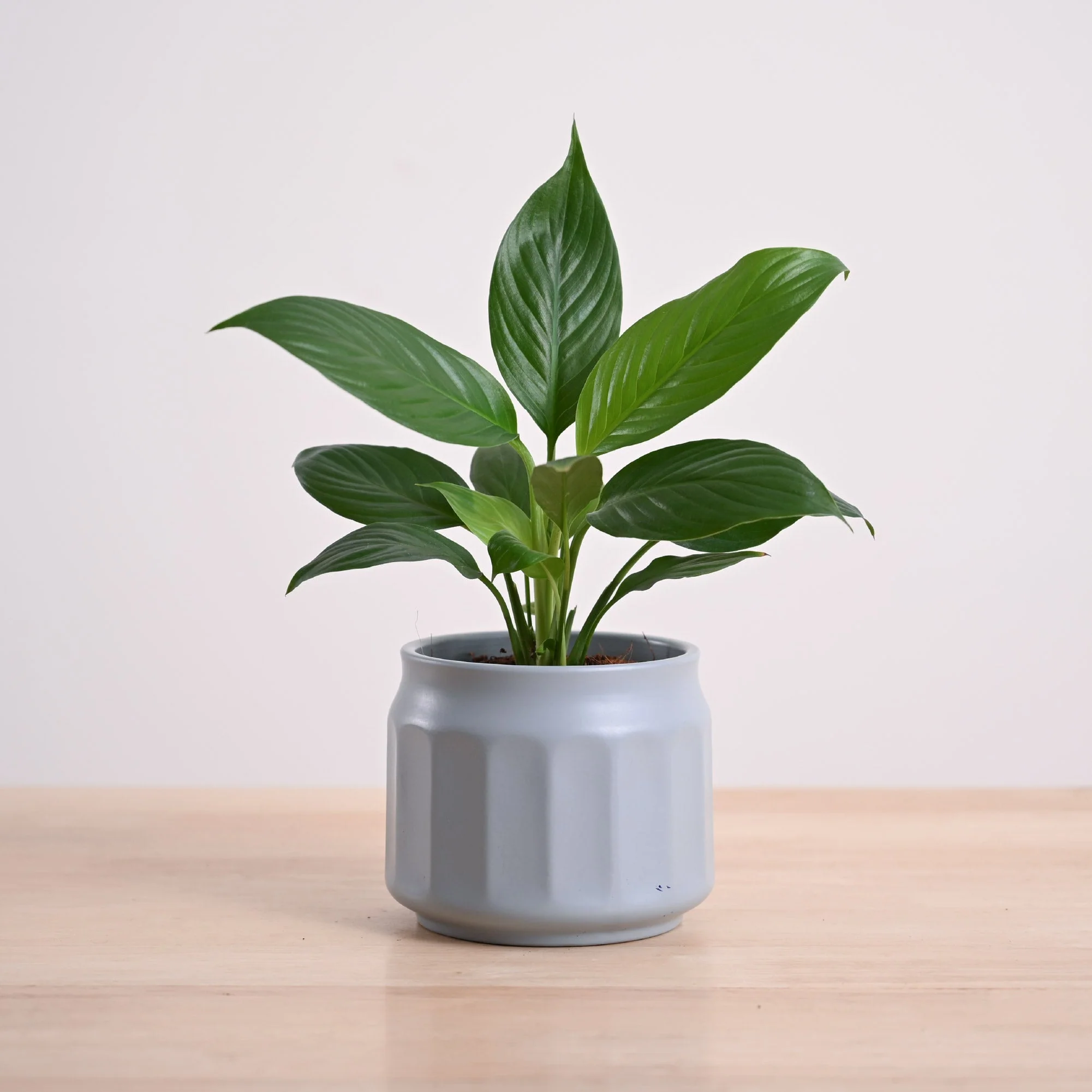 Product image 107