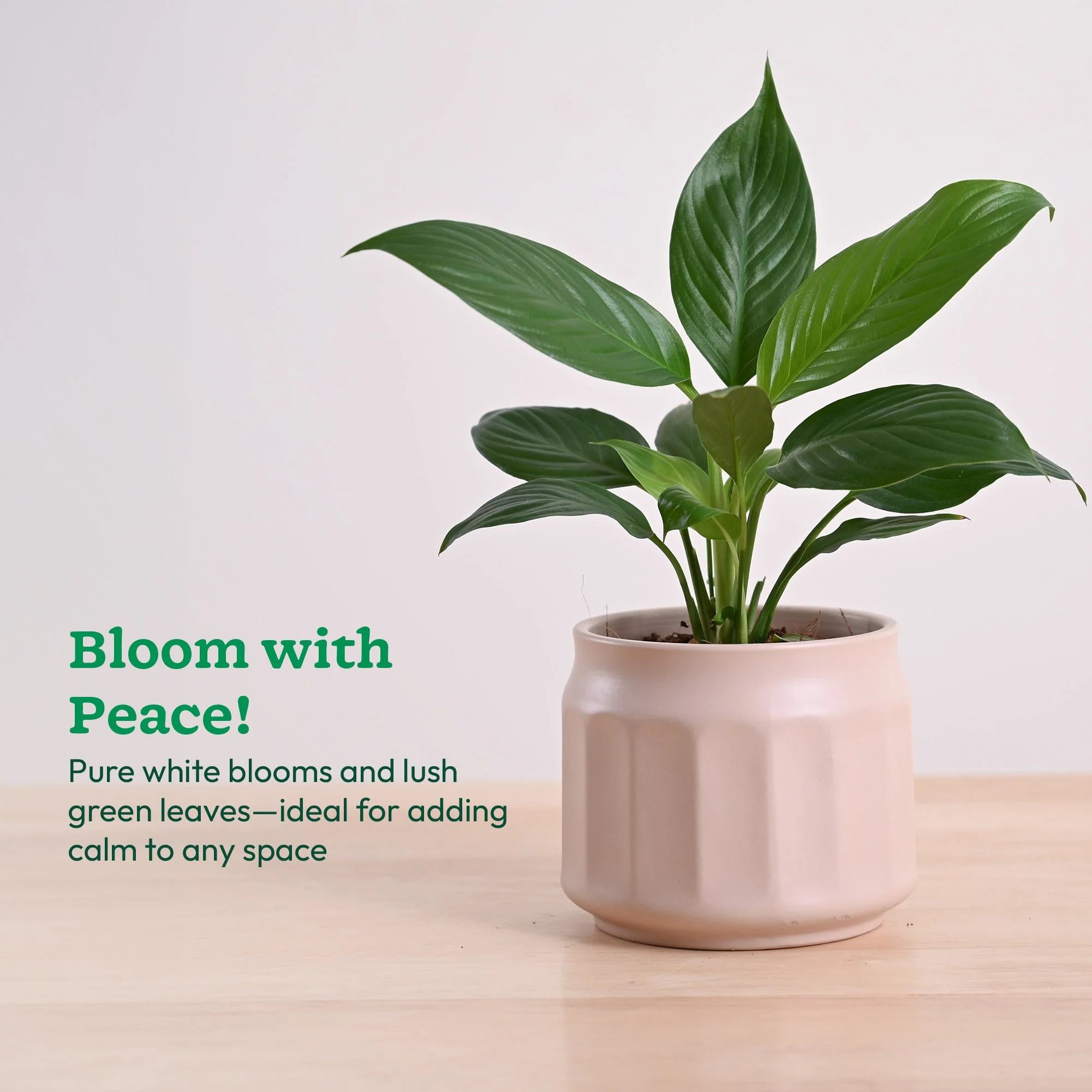 Product image 108
