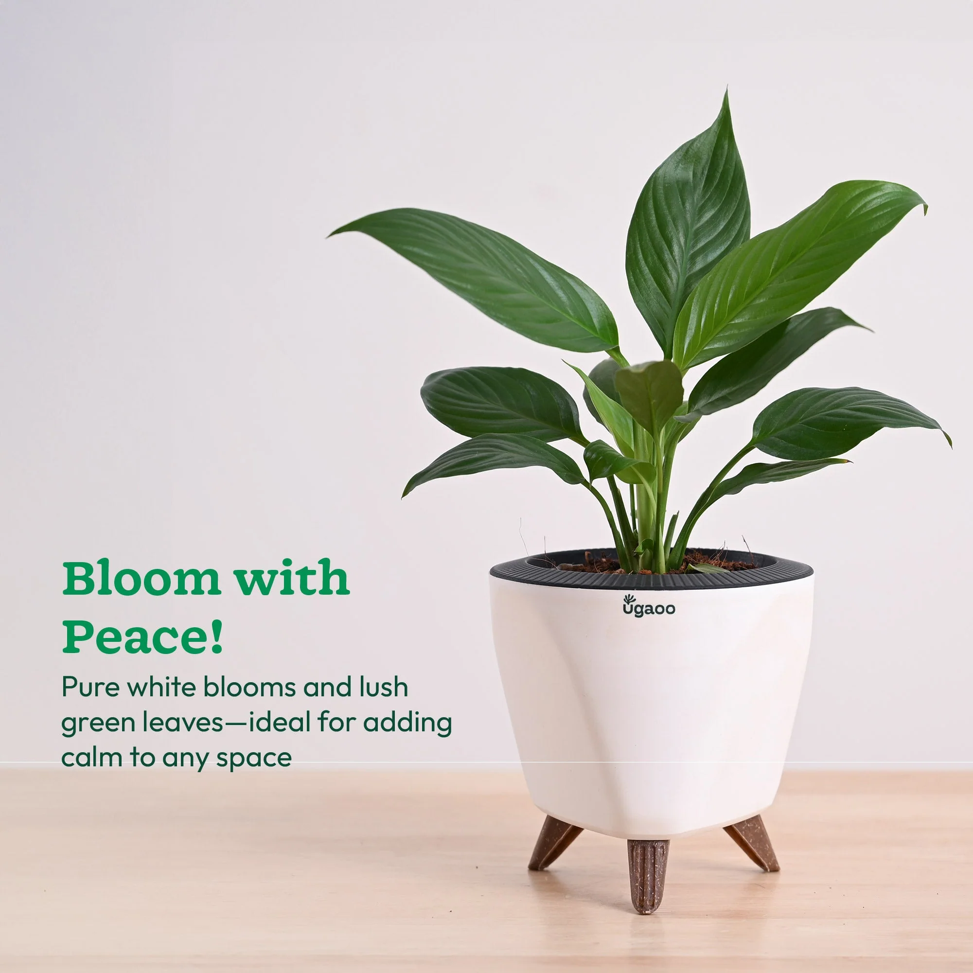 Product image 121