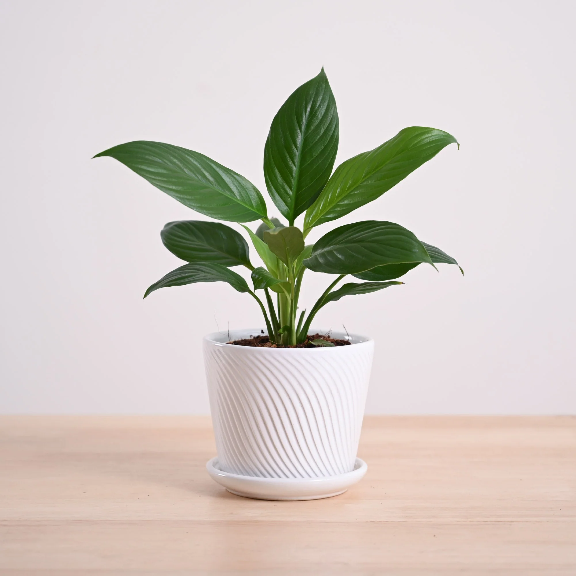 Product image 131