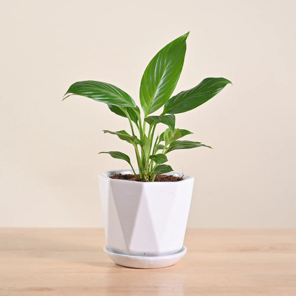 Product image 169