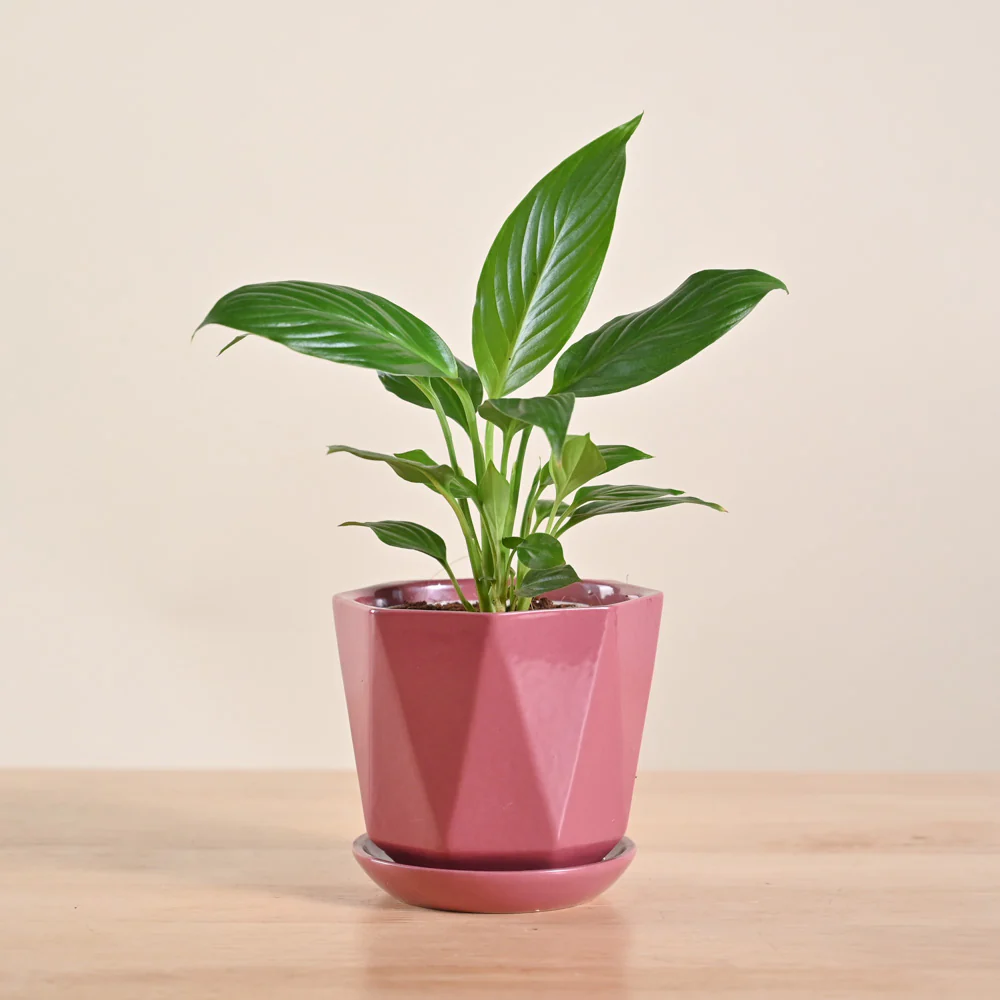 Product image 177