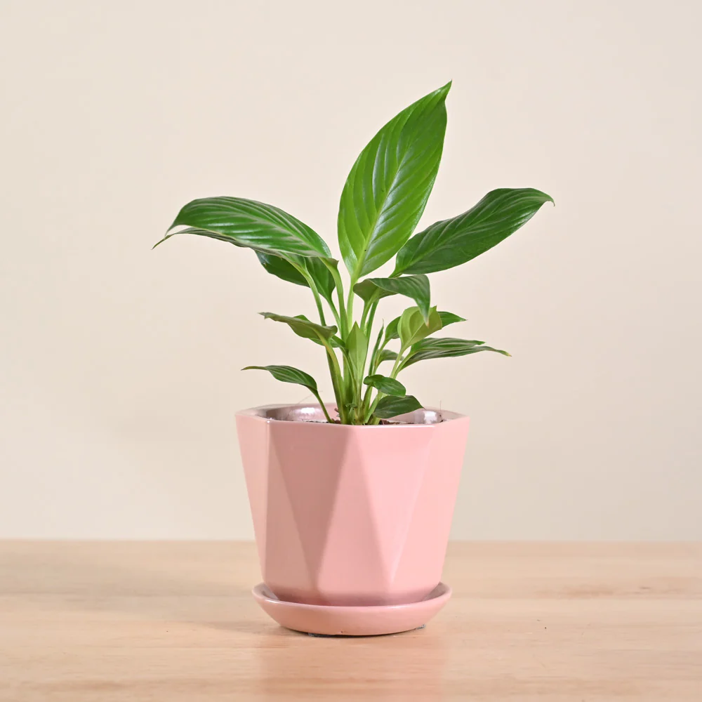 Product image 181