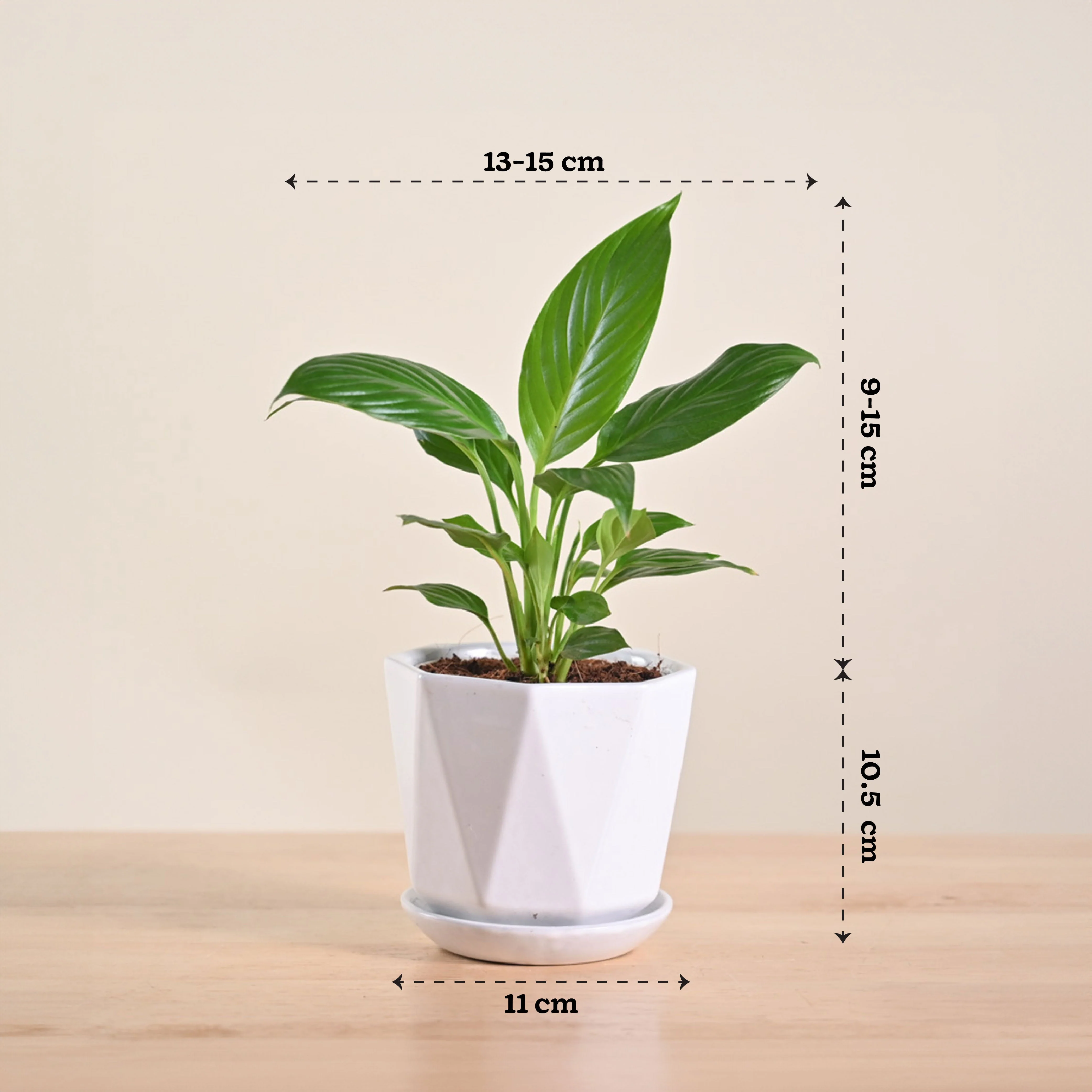 Product image 182
