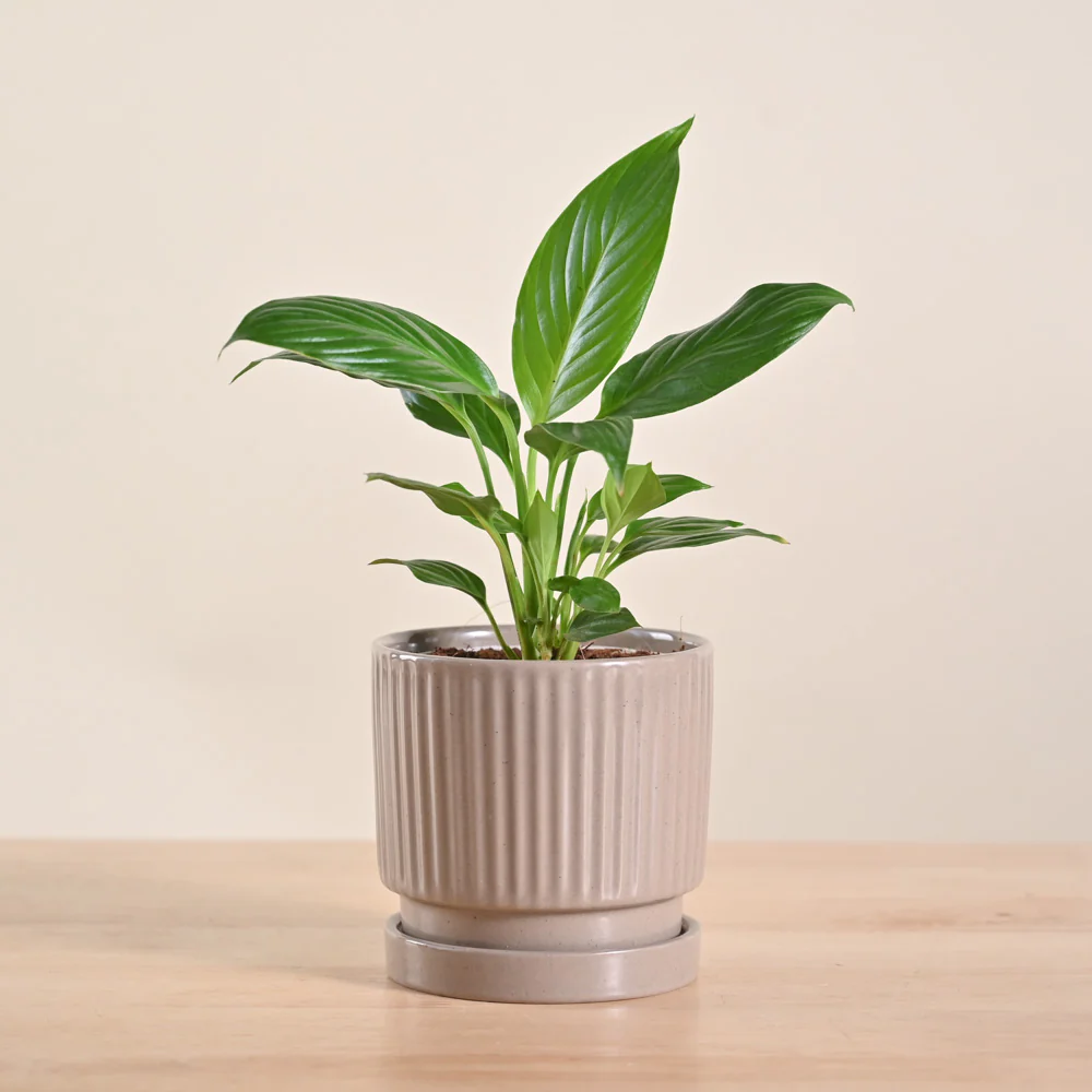 Product image 185