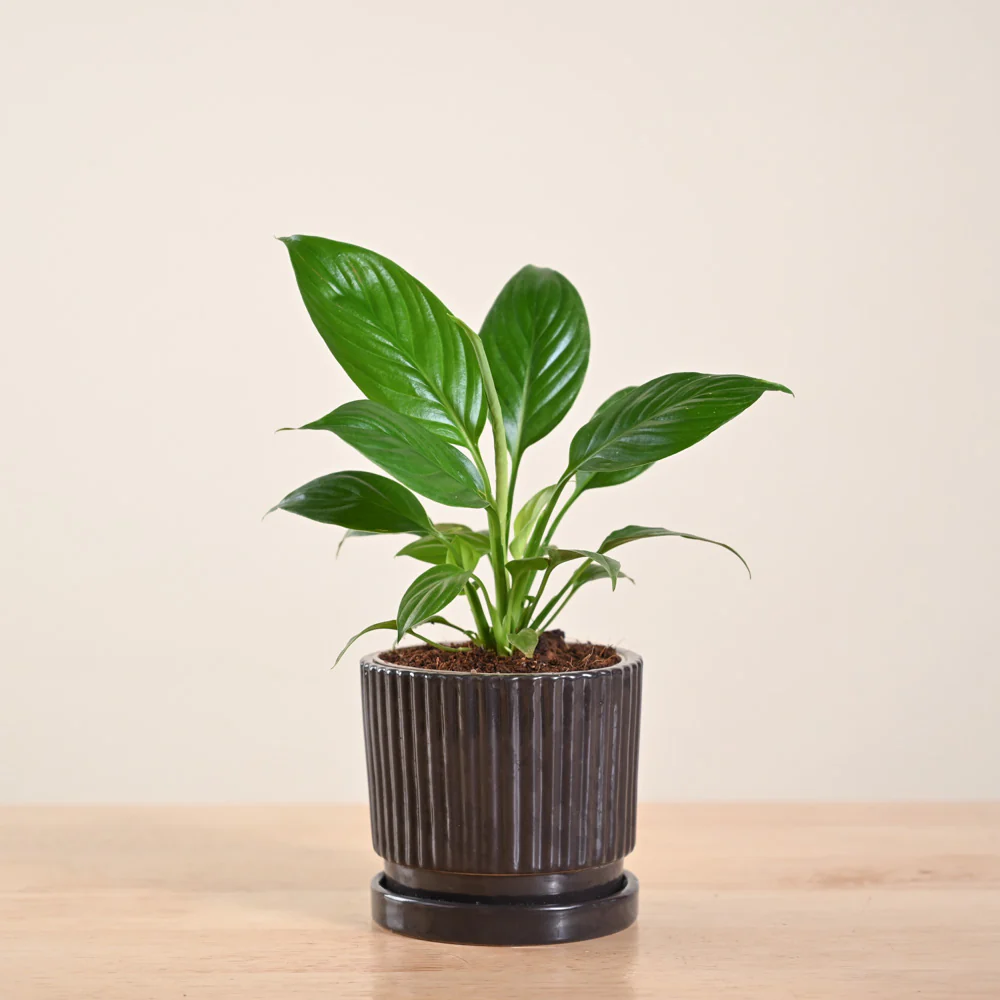 Product image 189