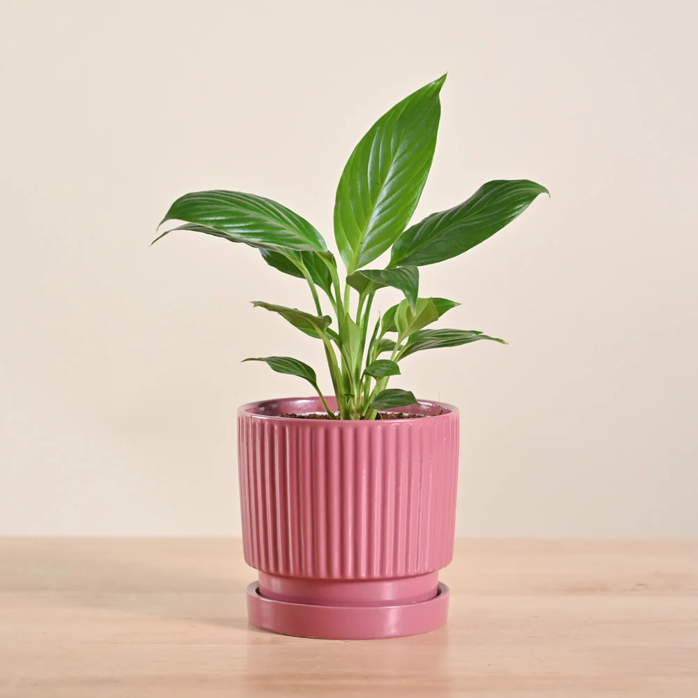 Product image 193