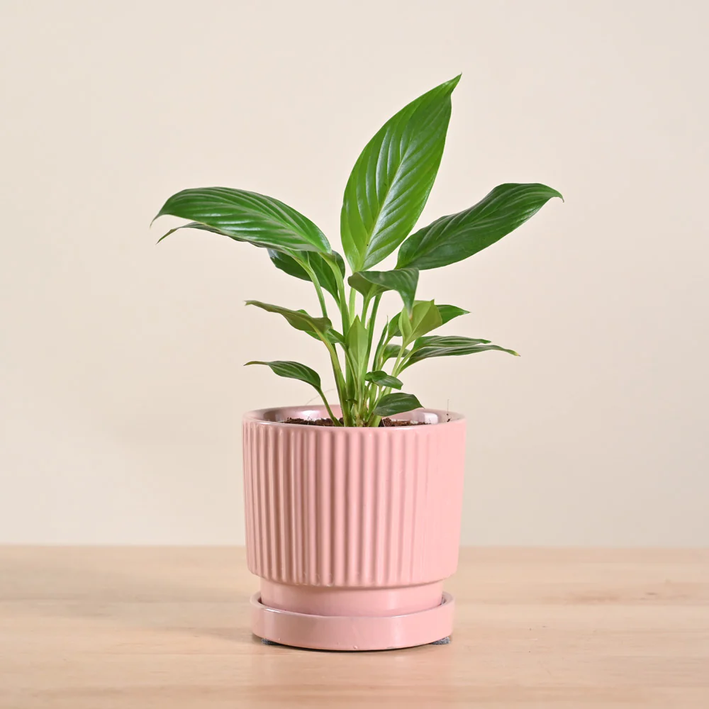 Product image 197