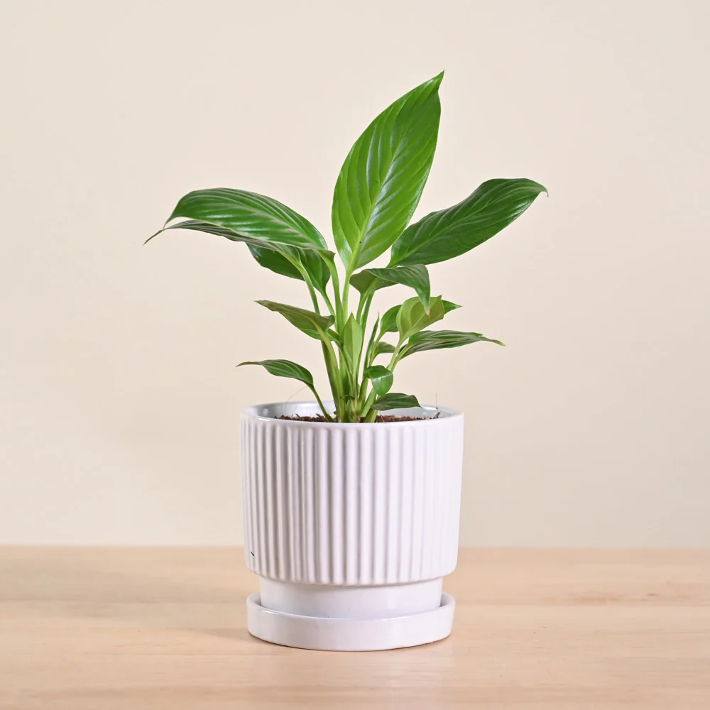 Product image 201
