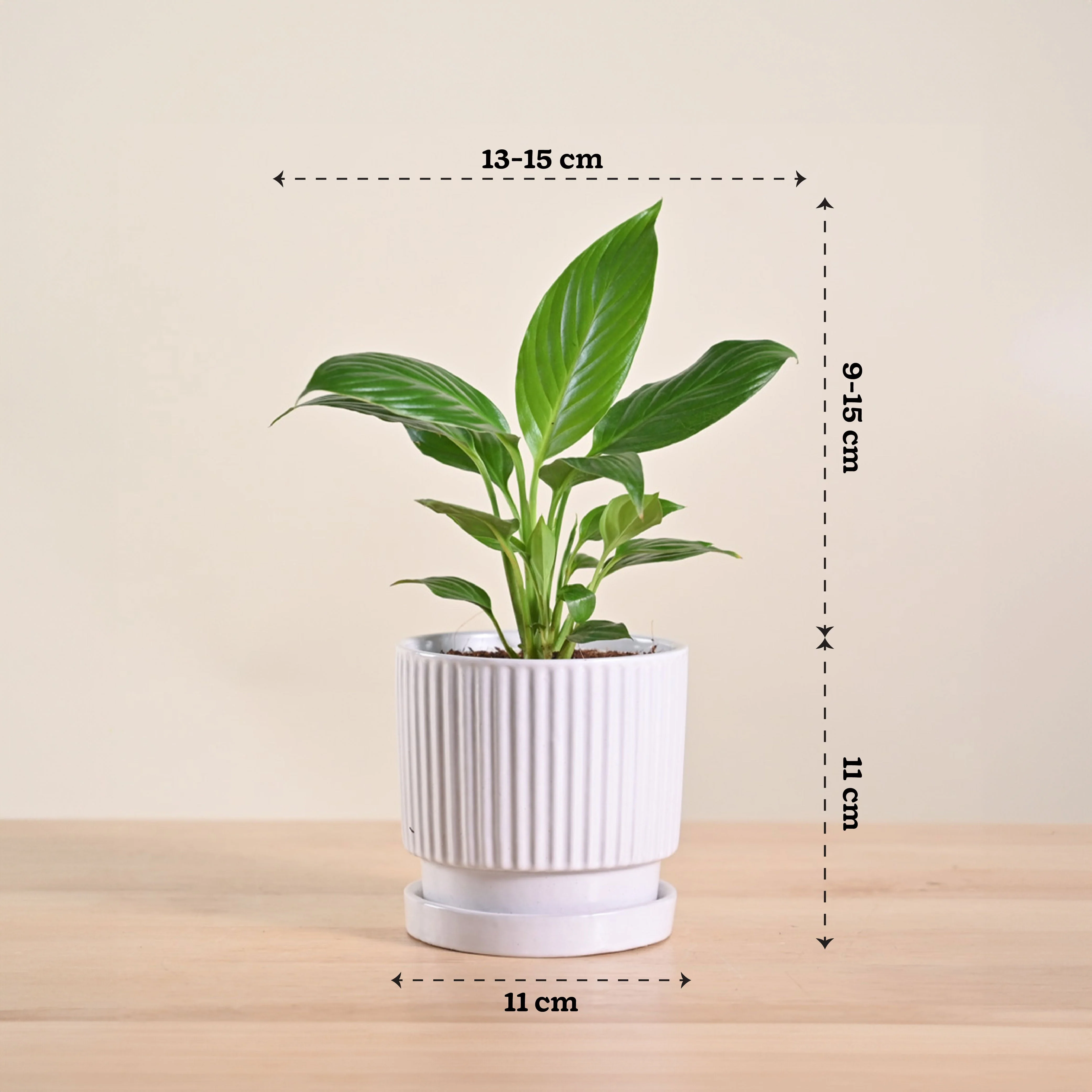 Product image 204