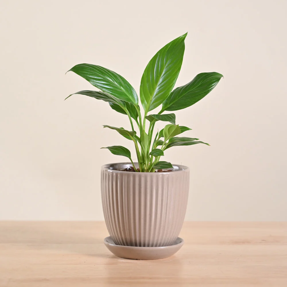 Product image 205