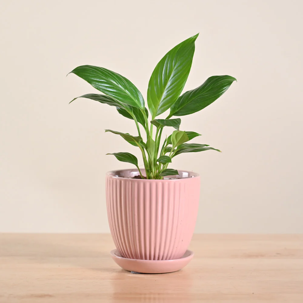 Product image 213
