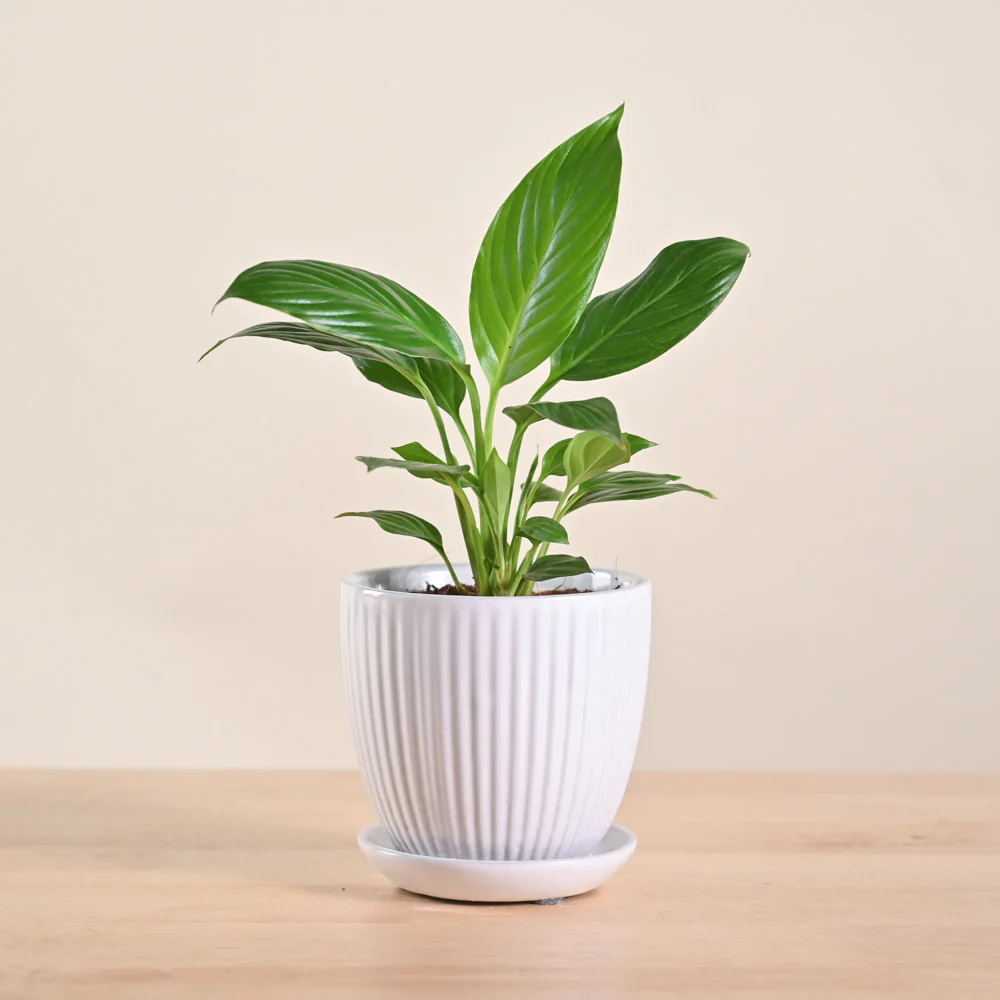 Product image 217