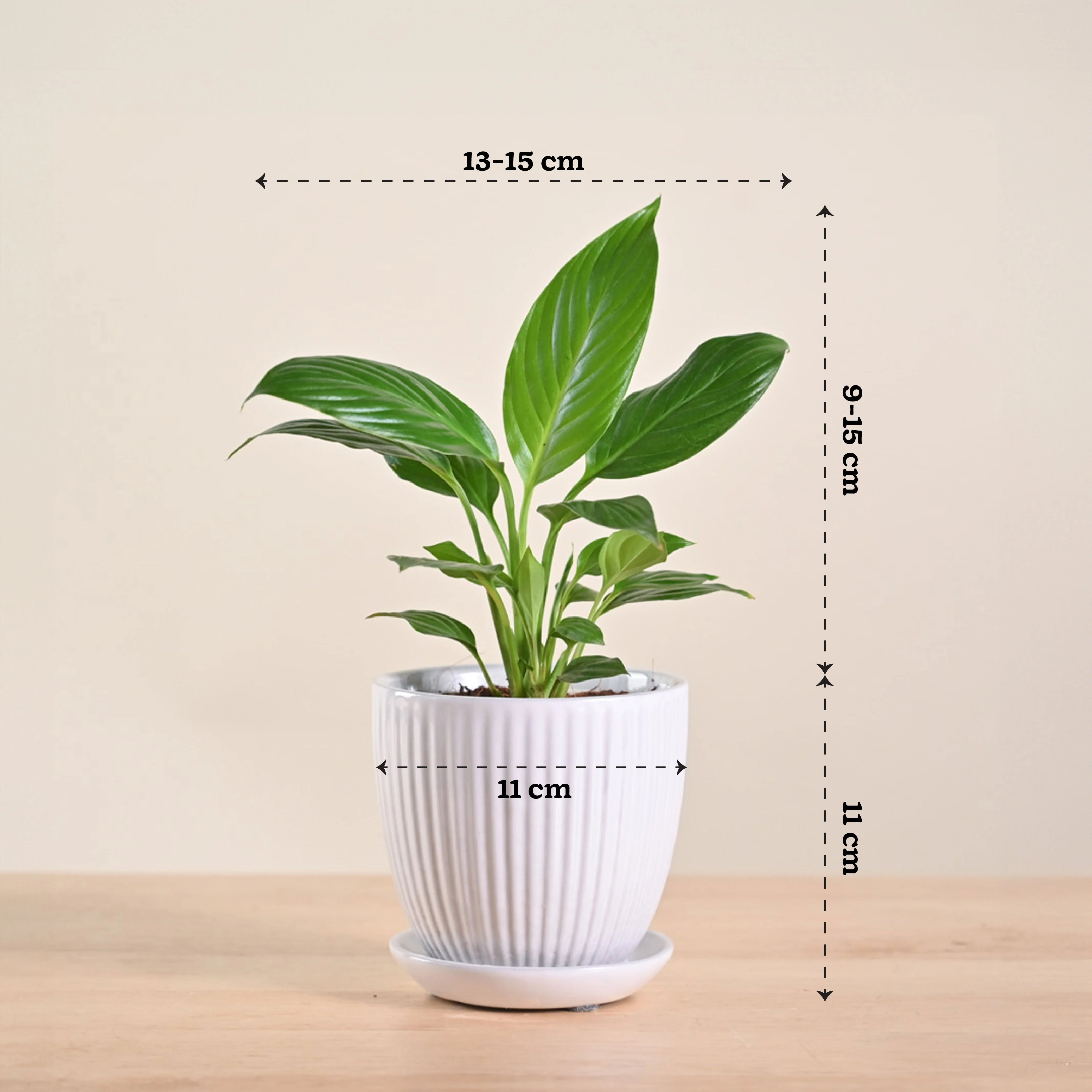 Product image 218