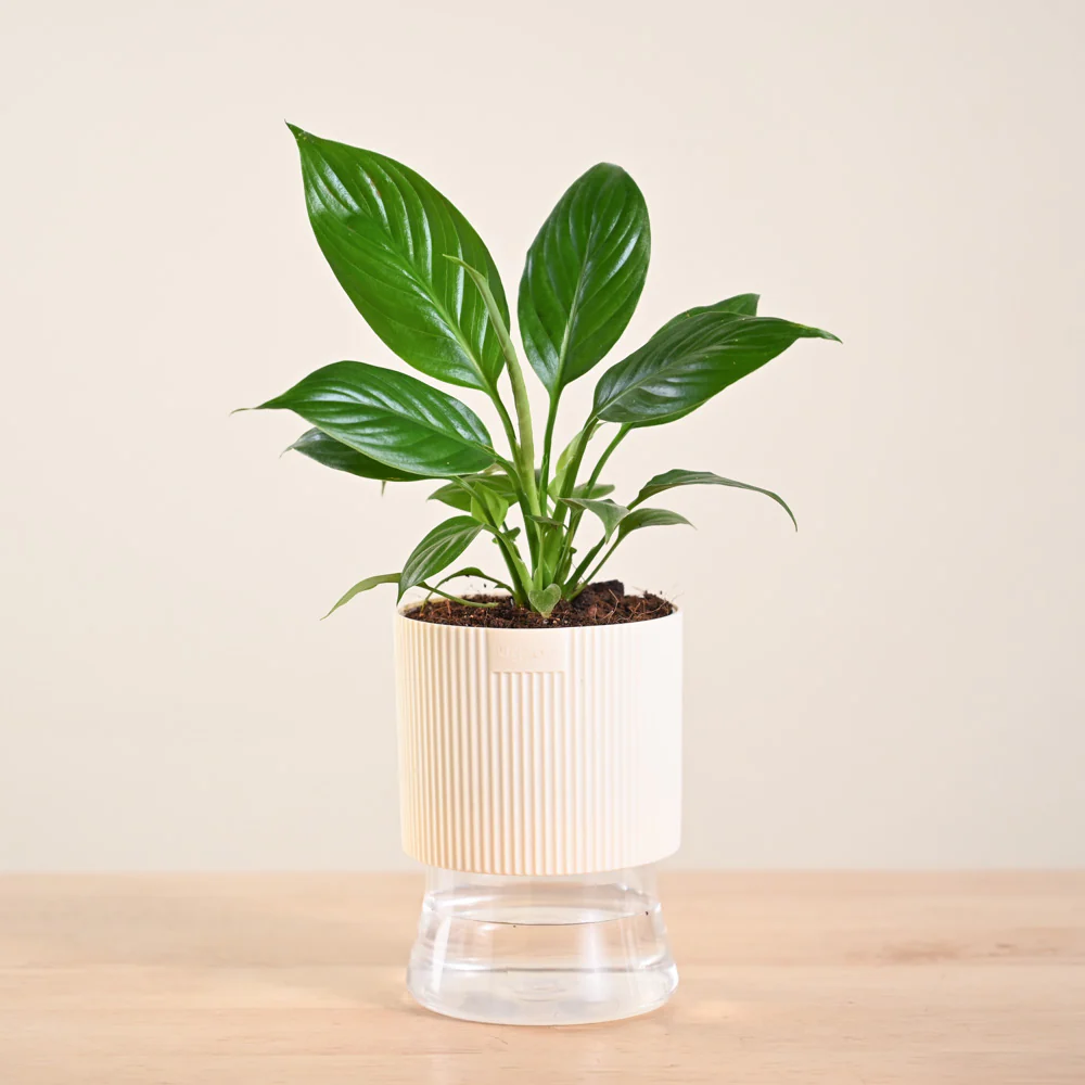 Product image 221