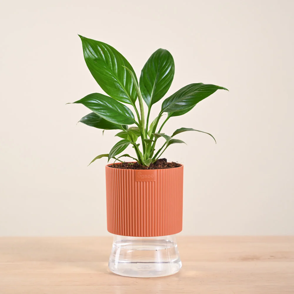 Product image 229