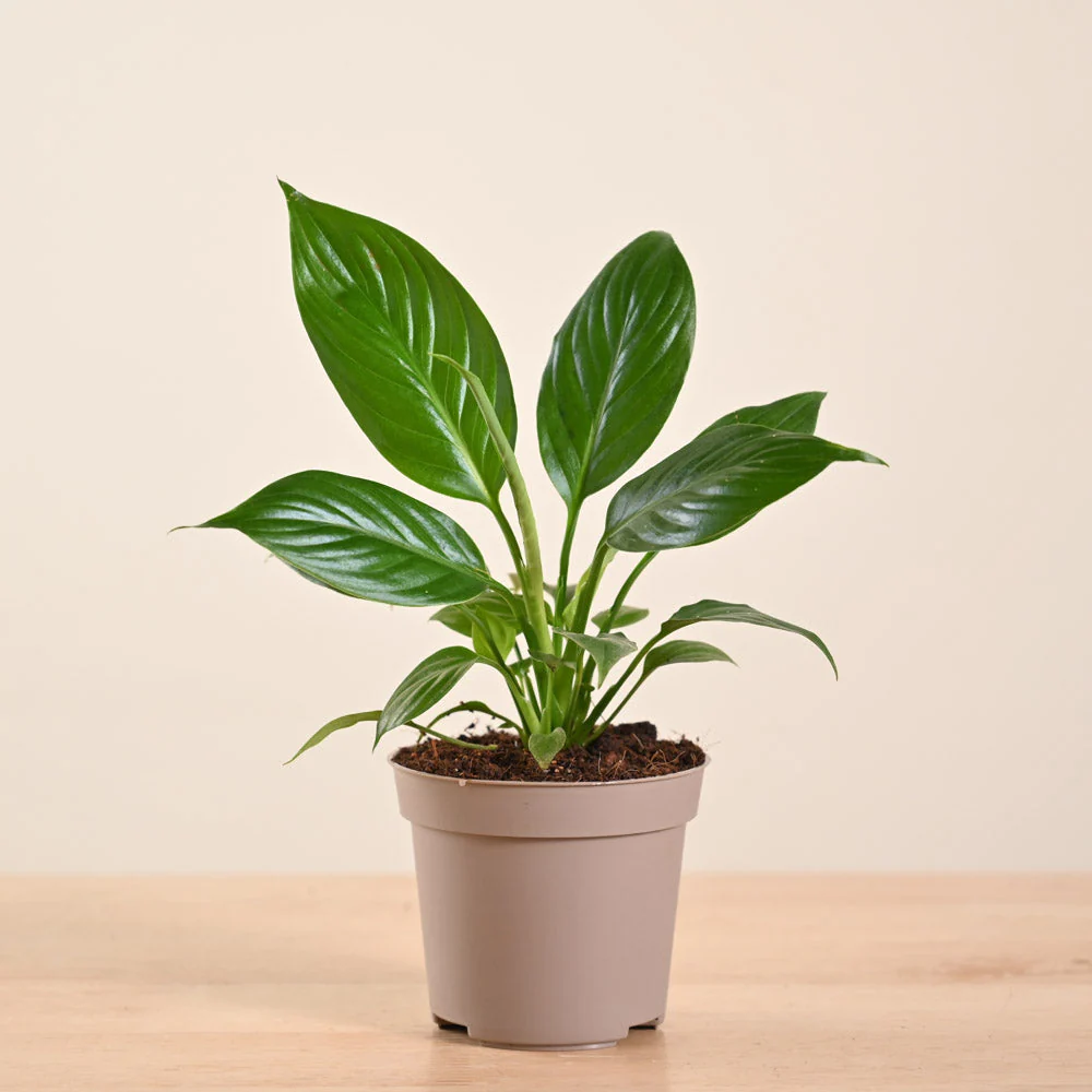 Product image 233