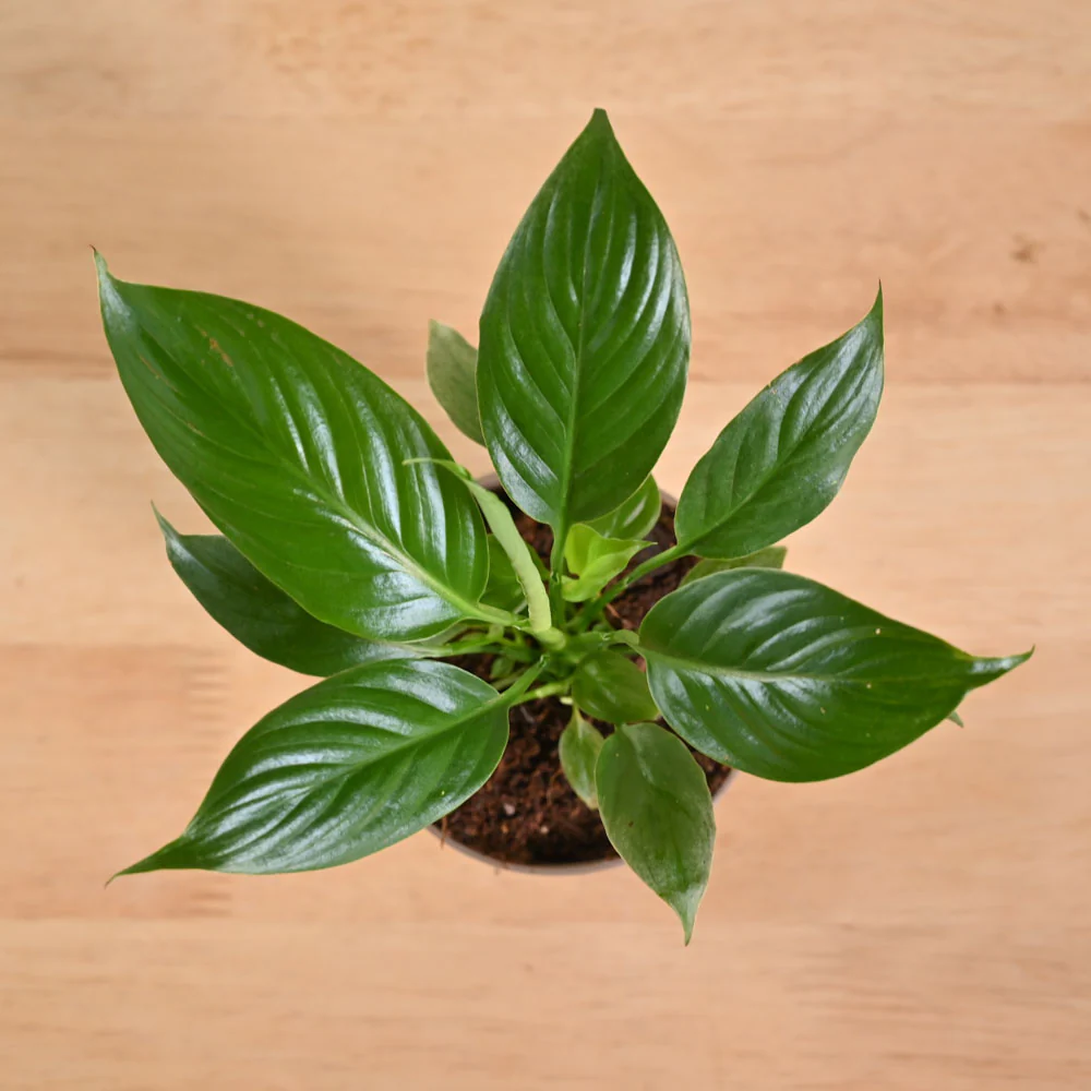 Product image 237