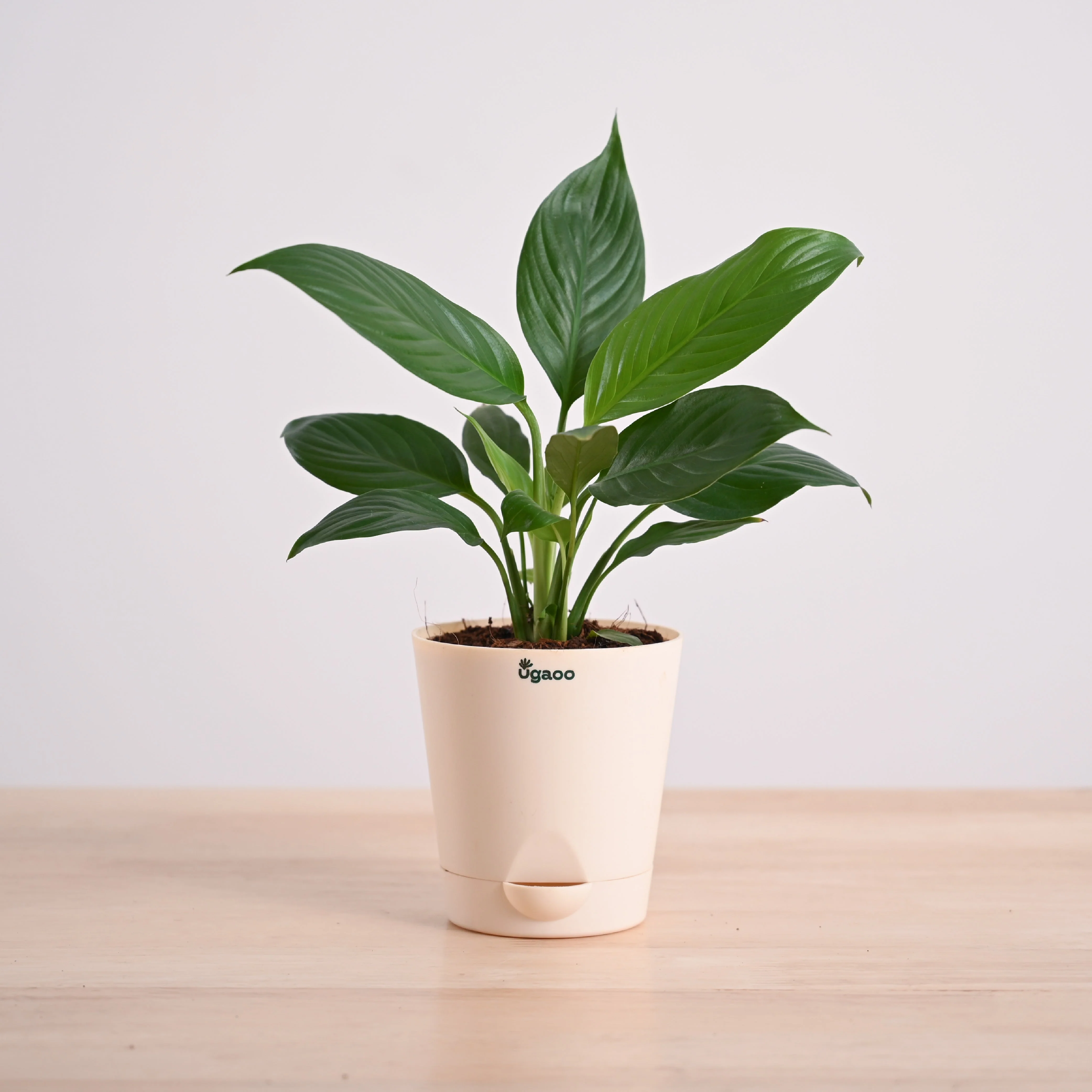 Product image 62