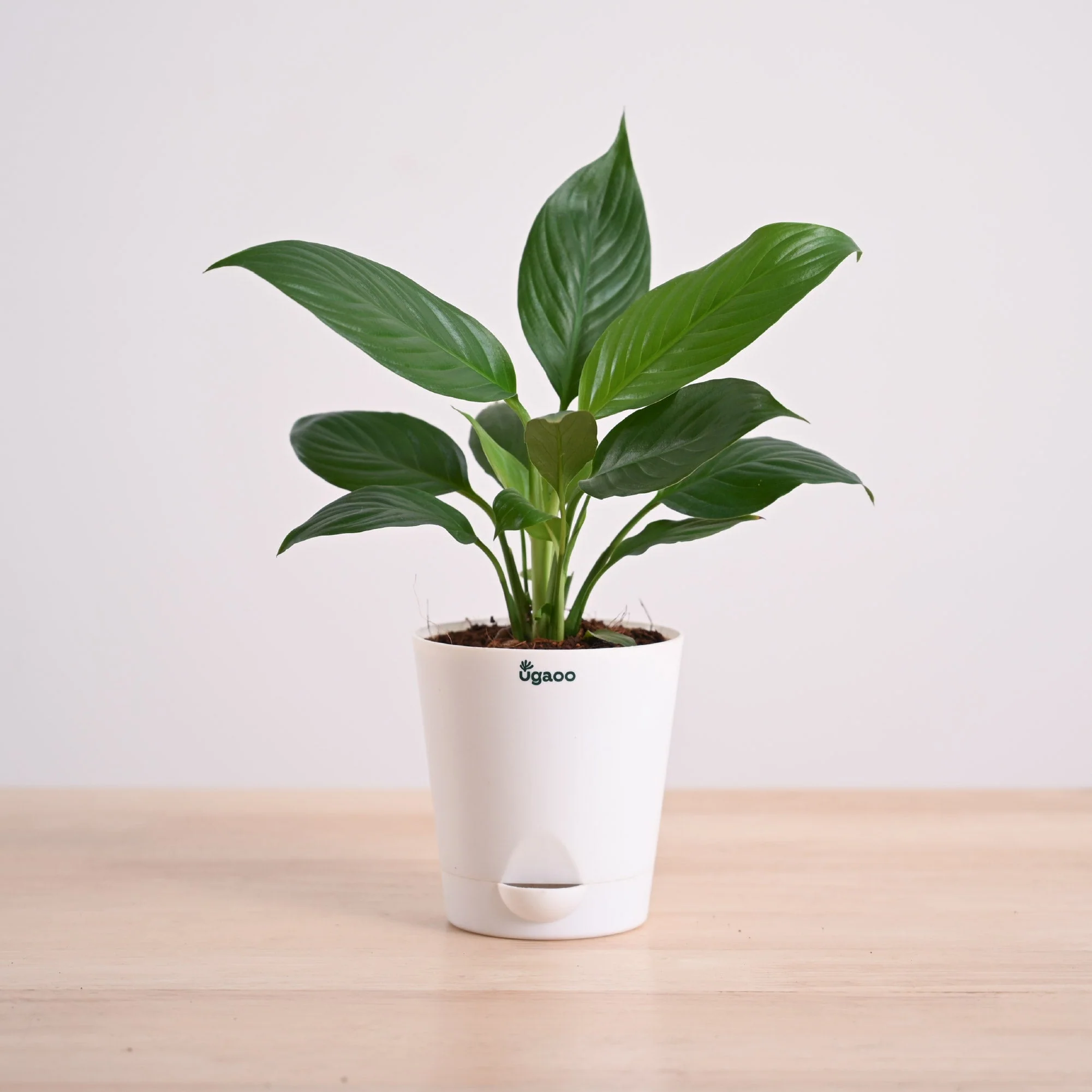 Product image 68