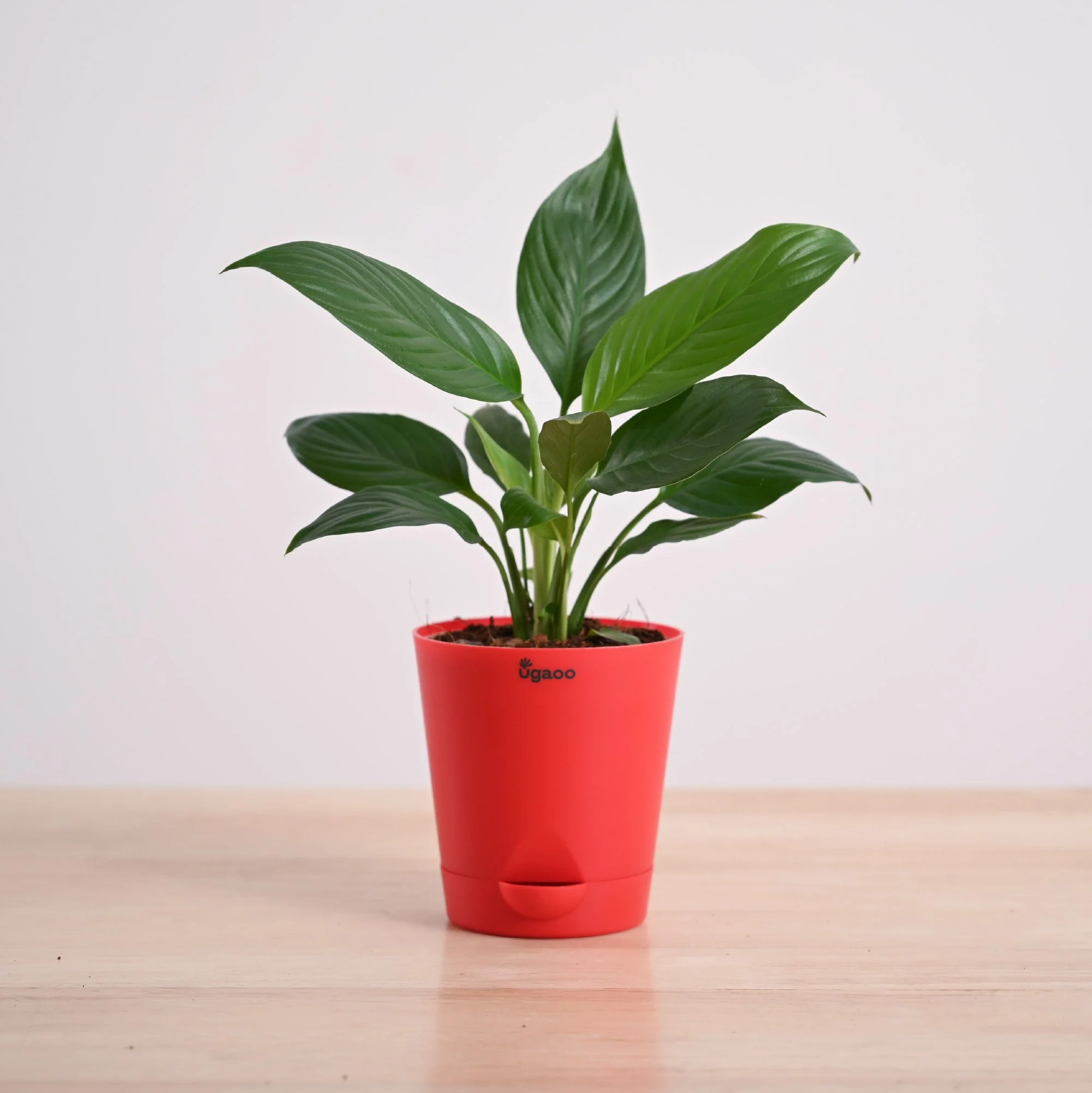 Product image 74