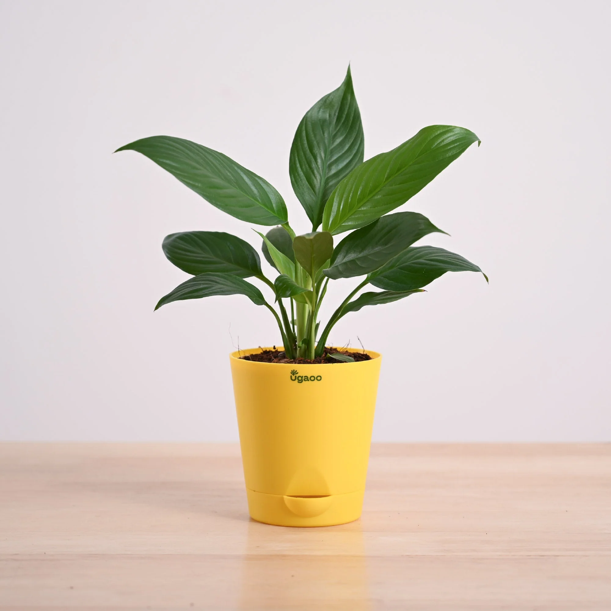 Product image 80
