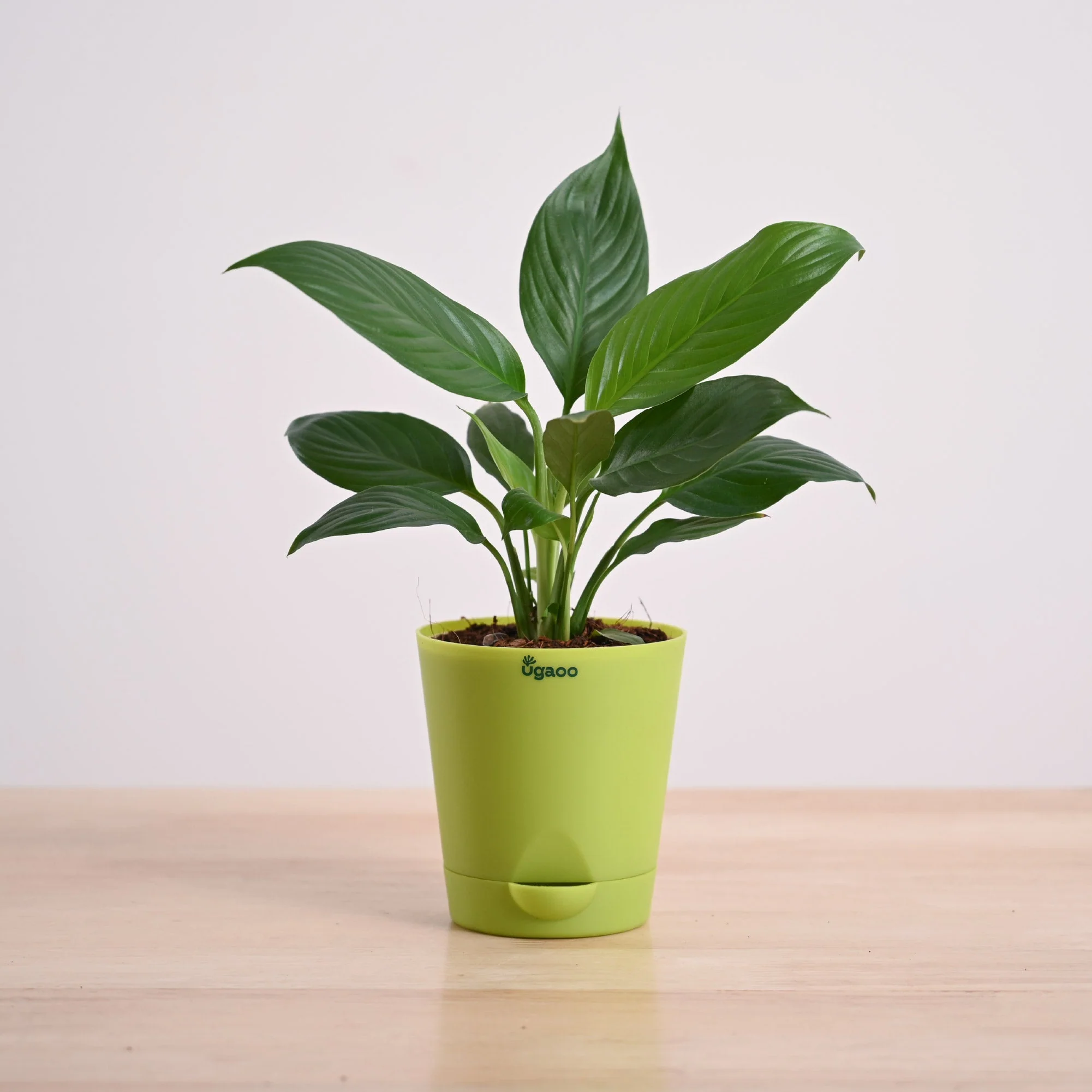 Product image 85
