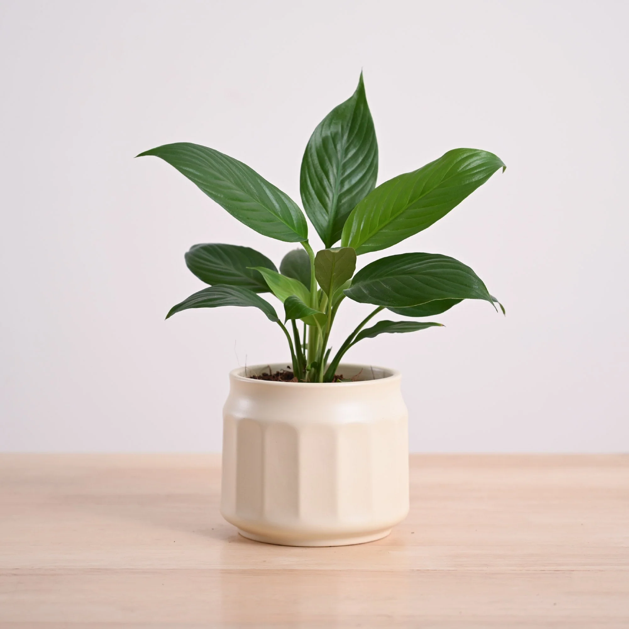 Product image 95
