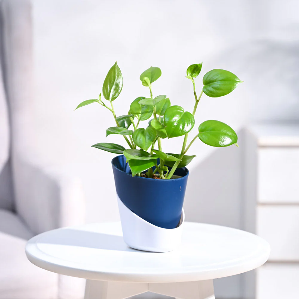 Product image 95