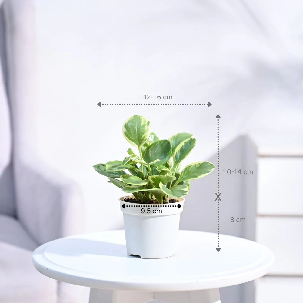 Product image 111