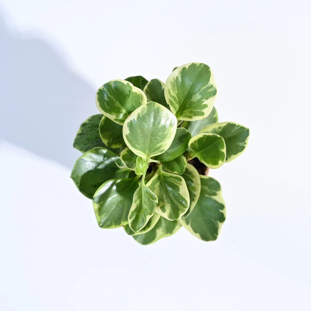 Product image 65