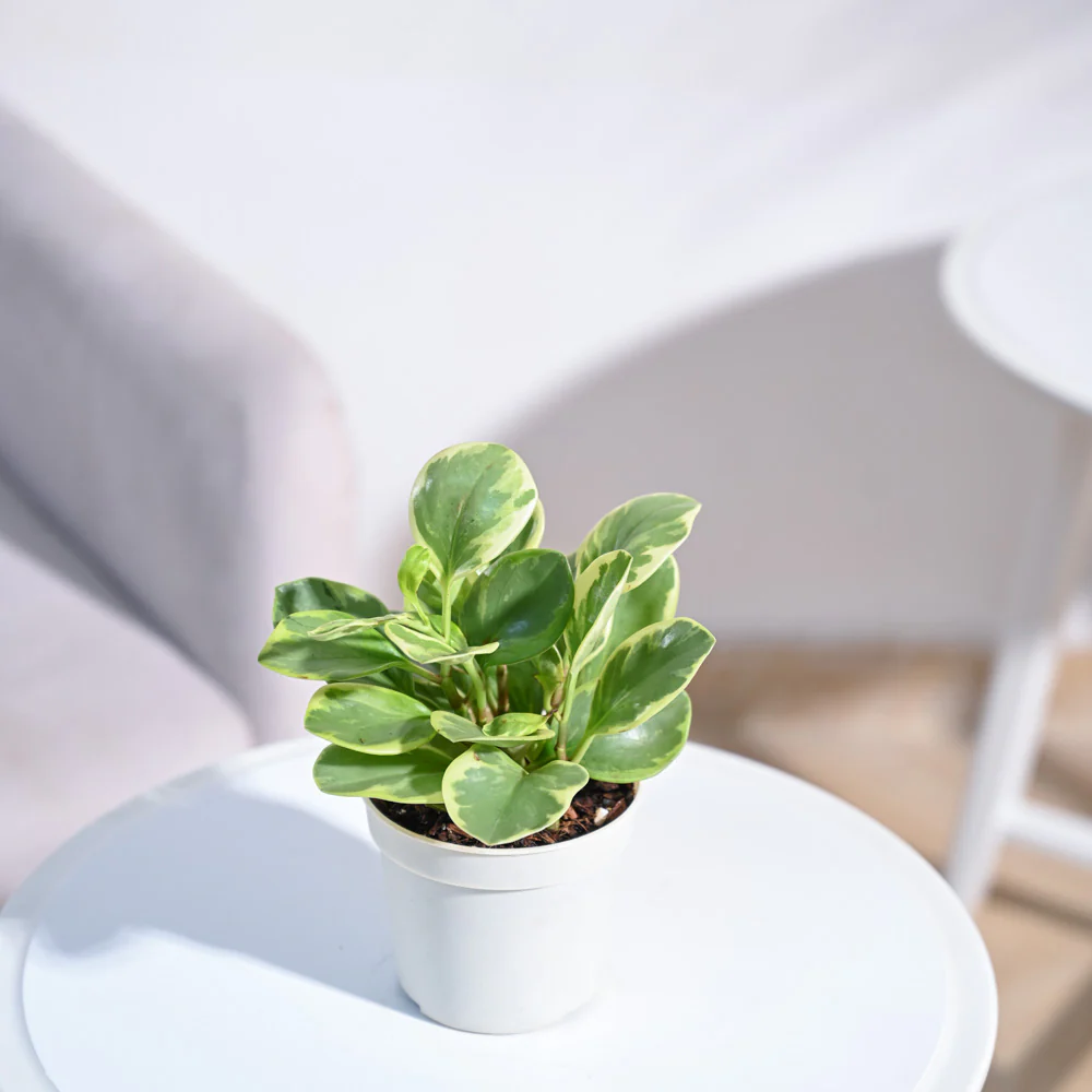 Product image 97