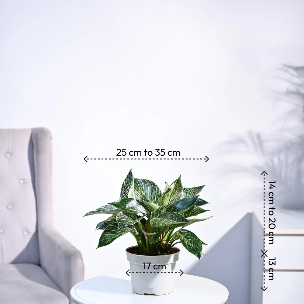Product image 74