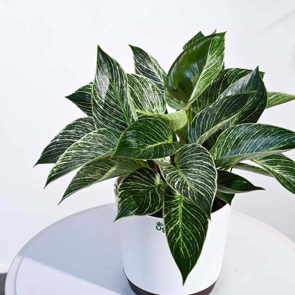 Product image 81